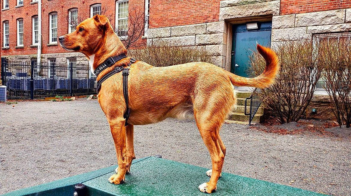 Loki joined the competition — help win amazing prizes! brick, brickwork, building, canidae, carnivore, collar, companion_dog, dog, dog_breed, dog_collar, dog_sports, dog_supply, fawn, liver, snout, sporting_group, terrestrial_animal, window, working_animal, working_dog