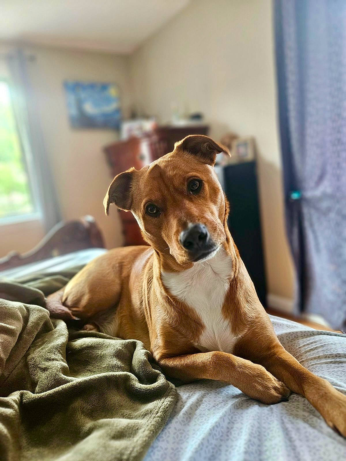 Loki joined the competition — help win amazing prizes! canidae, carnivore, collar, comfort, companion_dog, couch, curtain, dog, dog_breed, ear, fawn, fur, linens, snout, sporting_group, terrestrial_animal, toy_dog, whiskers, wood, working_animal