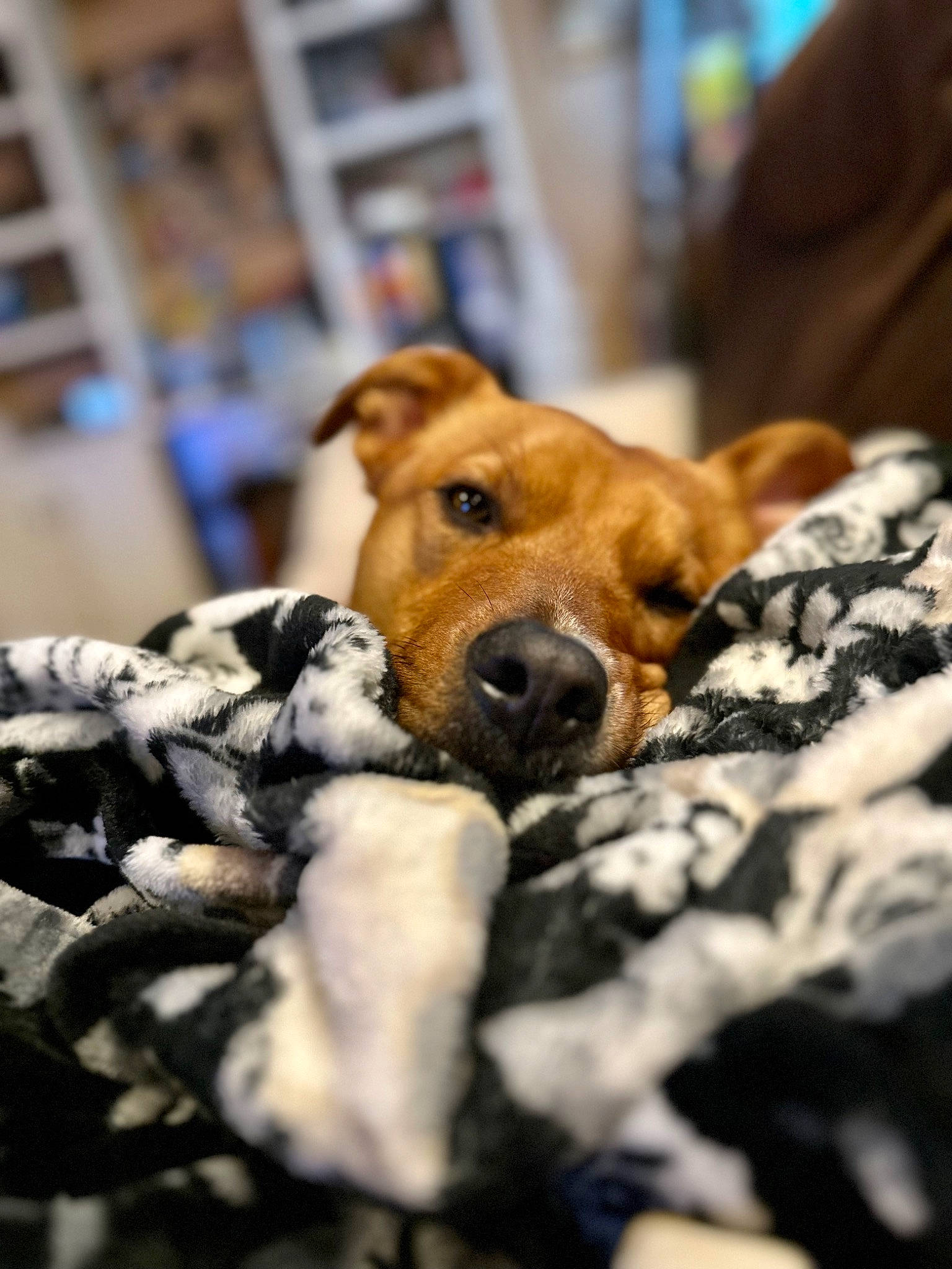 Loki joined the competition — help win amazing prizes! canidae, carnivore, city, comfort, companion_dog, dog, dog_breed, fawn, fur, nap, snout, sporting_group, street