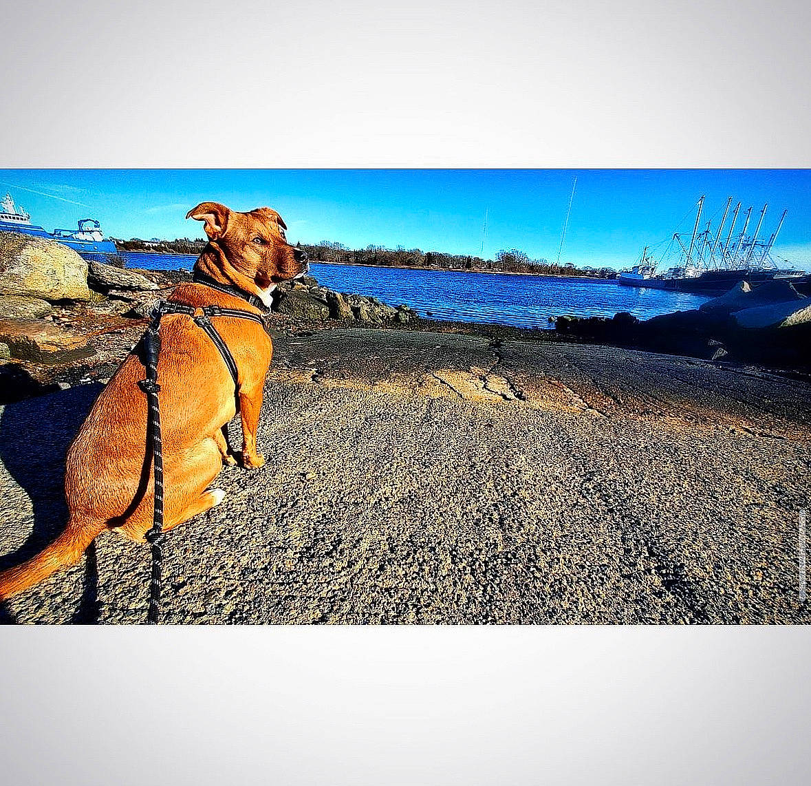 Loki is registered to the contest to win money with this photo: beach, canidae, carnivore, collar, dog, dog_breed, fawn, happy, horizon, landscape, leash, natural_landscape, rectangle, rock, sand, sky, sporting_group, tints_and_shades, water, wood
