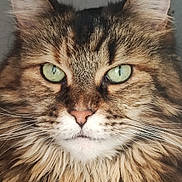 Magda participe au concours pour gagner de l'argent avec cette photo : cat, tabby, close_up, fluffy, green_eyes, whiskers, ears, fur, pet, animal, portrait, face, muzzle, indoor, feline, cute, domestic_animal, looking, alert, majestic