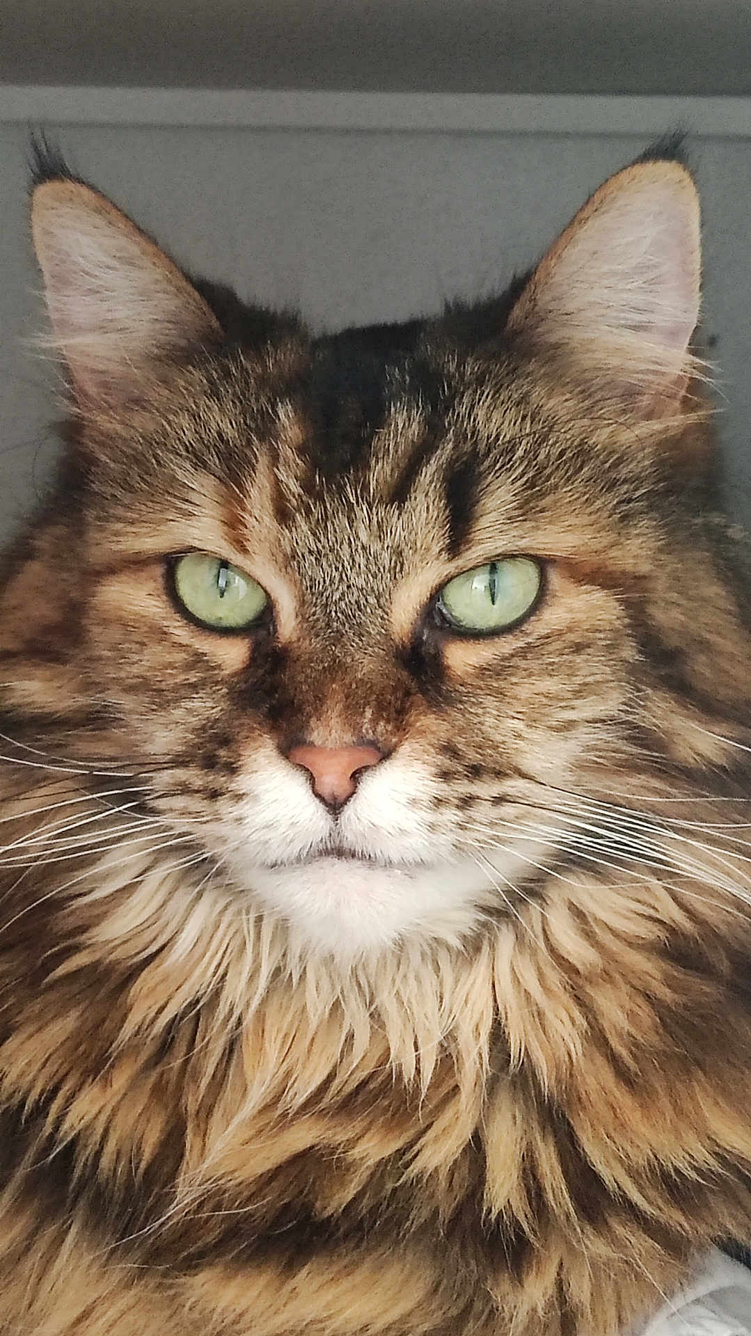 Magda participe au concours pour gagner de l'argent avec cette photo : cat, tabby, close_up, fluffy, green_eyes, whiskers, ears, fur, pet, animal, portrait, face, muzzle, indoor, feline, cute, domestic_animal, looking, alert, majestic
