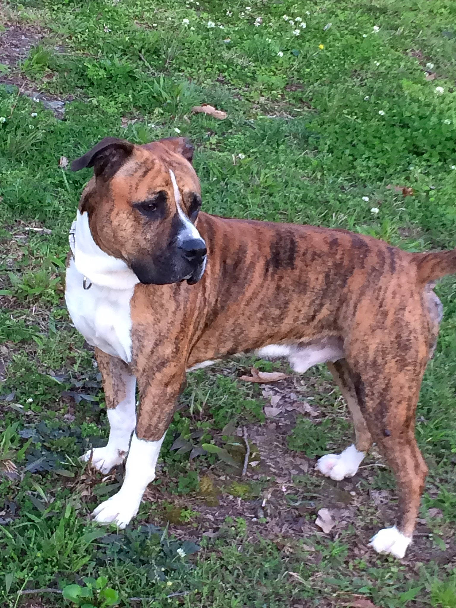 Joe Joe is registered to the contest to win money with this photo: bored, boxer, carnivore, collar, companion_dog, dog, dog_breed, dog_collar, dog_supply, fawn, grass, hunting_dog, liver, non_sporting_group, plant, sporting_group, tail, terrestrial_animal, working_animal, working_dog