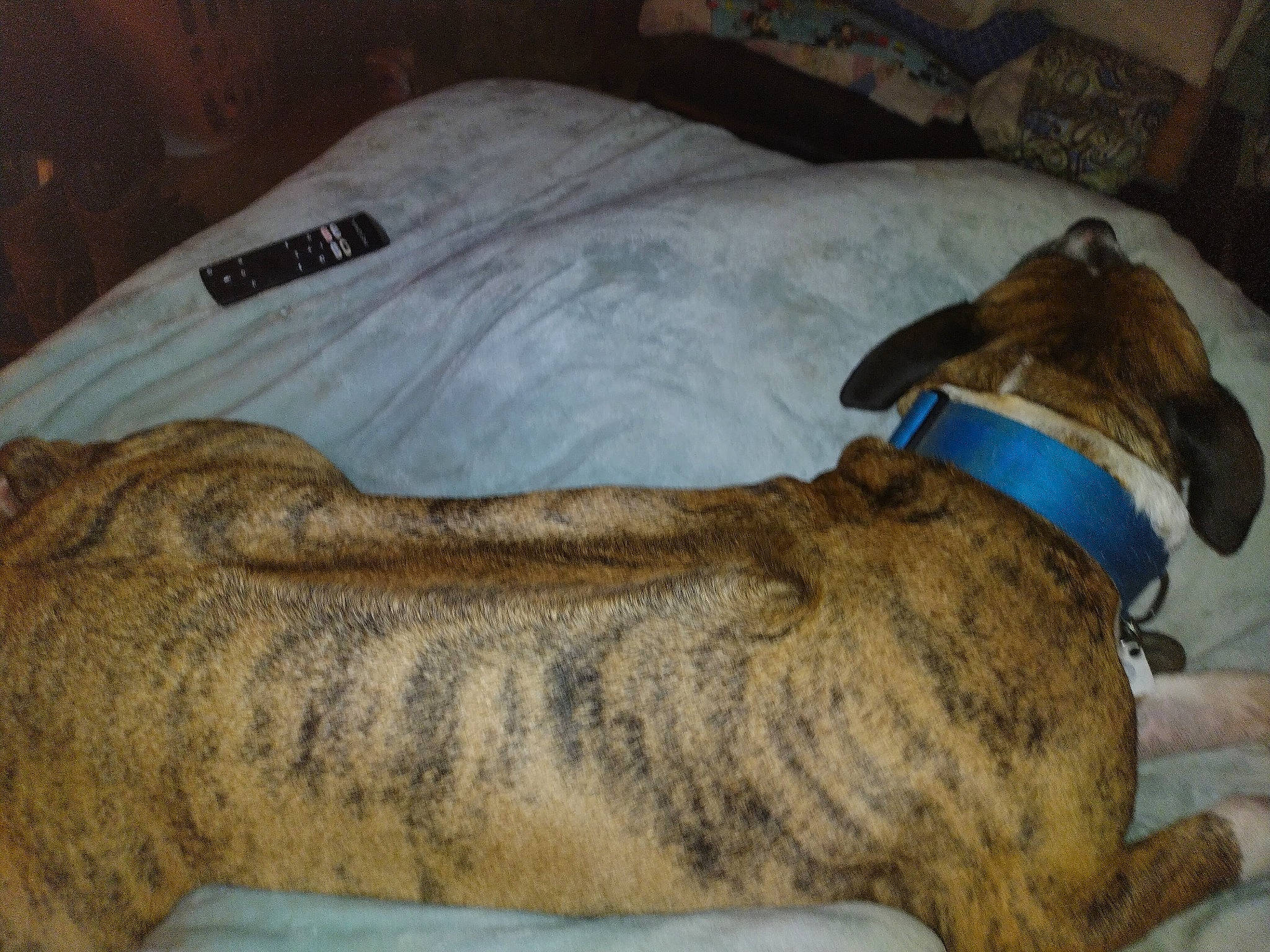 Joe Joe joined the competition — help win amazing prizes! canidae, carnivore, collar, comfort, companion_dog, dog, dog_breed, dog_collar, dog_supply, fawn, guard_dog, liver, non_sporting_group, pet_supply, sporting_group, working_animal