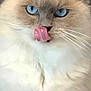 animal, blue_eyes, cat, close_up, cute, domestic_animal, ear, face, feline, fluffy, indoor, licking, mammal, nose, pet, playful, portrait, soft_fur, tongue_out, whiskers