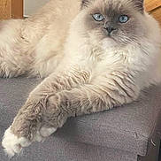 Chica a rejoint le concours — aidez-le/la à gagner de superbes lots ! animal, blue_eyes, cat, close_up, cute, domestic_cat, fluffy, furniture, gray_fur, home, indoor, long_hair, mammal, pet, portrait, relaxed, resting, sofa, white_paws, wood