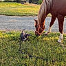 Hayzle joined the competition — help win amazing prizes! dog, horse, grass, leash, outdoor, field, animal, nature, sunlight, greenery, trees, daytime, curious, pet, mammal, interaction, grazing, collar, rural, pasture