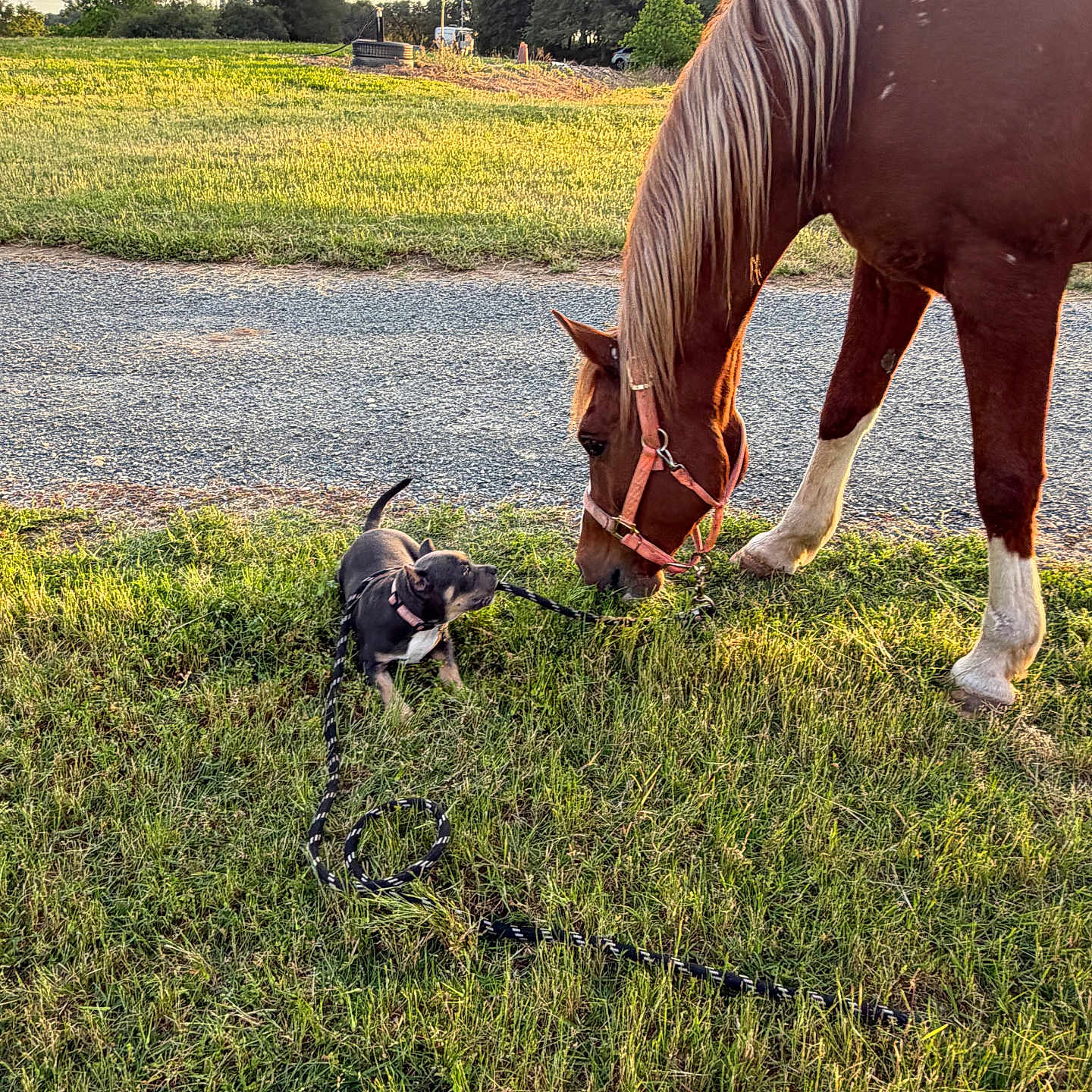 Hayzle joined the competition — help win amazing prizes! dog, horse, grass, leash, outdoor, field, animal, nature, sunlight, greenery, trees, daytime, curious, pet, mammal, interaction, grazing, collar, rural, pasture