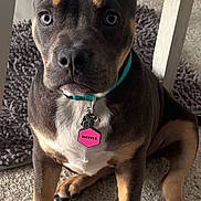 Hayzle is registered to the contest to win money with this photo: puppy, dog, pet, indoor, carpet, collar, tag, chair, brown, tan, black, floor, animal, cute, young, ears, eyes, sitting, looking, adorable