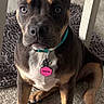 puppy, dog, pet, indoor, carpet, collar, tag, chair, brown, tan, black, floor, animal, cute, young, ears, eyes, sitting, looking, adorable