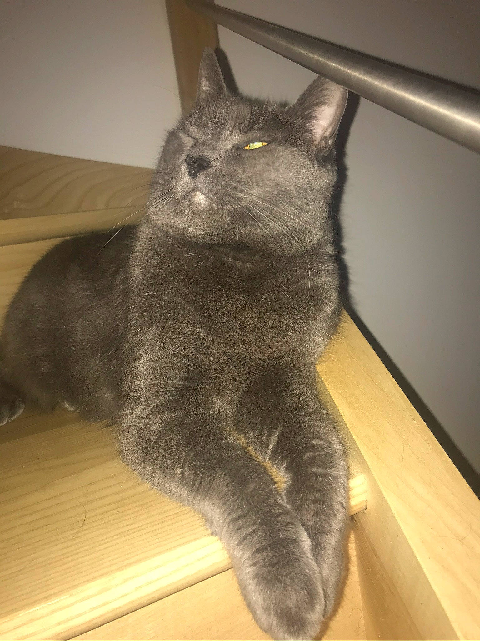 Darling a rejoint le concours — aidez-le/la à gagner de superbes lots ! asian, black_cat, british_shorthair, carnivore, cat, chartreux, domestic_short_haired_cat, eye, felidae, german_rex, korat, mammal, nebelung, polydactyl_cat, russian_blue, small_to_medium_sized_cats, snout, tail, vertebrate, whiskers