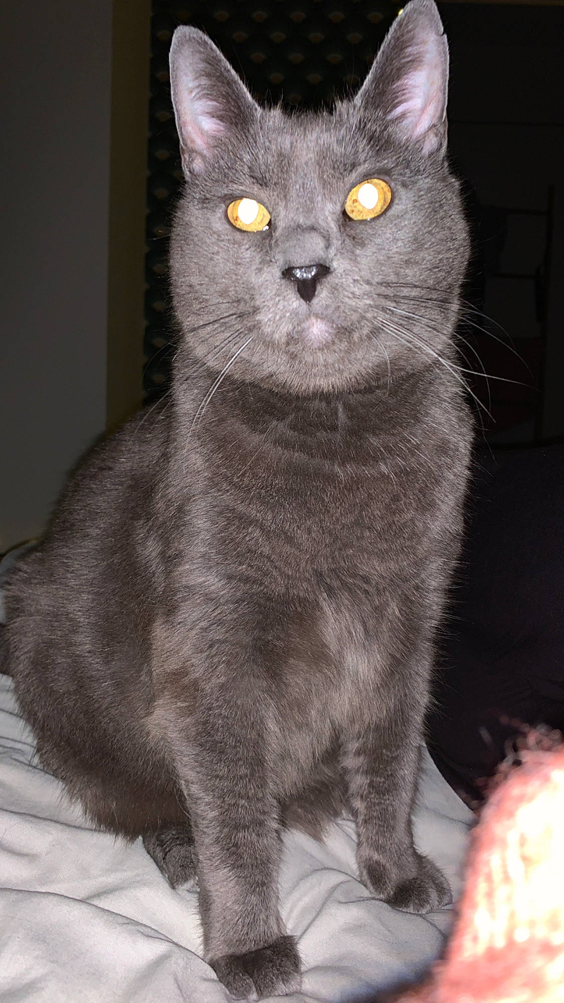 Darling a rejoint le concours — aidez-le/la à gagner de superbes lots ! asian, black_cat, british_semi_longhair, british_shorthair, burmese, carnivore, cat, chartreux, domestic_short_haired_cat, european_shorthair, felidae, german_rex, korat, mammal, nebelung, russian_blue, small_to_medium_sized_cats, snout, vertebrate, whiskers