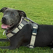 Sookie joined the competition — help win amazing prizes! dog, black_dog, pet, animal, grass, outdoor, park, lying_down, harness, collar, leash, tongue_out, happy, portrait, canine, short_hair, playful, lawn, daylight, photography