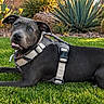 Sookie is registered to the contest to win money with this photo: dog, black_dog, pet, animal, canine, harness, lying_down, grass, lawn, garden, outdoor, desert_garden, cactus, succulent, plants, greenery, portrait, close_up, natural_light, backyard