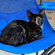 Smudge is registered to the contest to win money with this photo: cat, tortoiseshell, animal, pet, chair, blue, outdoor, fur, sitting, looking, face, ears, eyes, resting, mesh, metal, ground, curious, closeup, nature