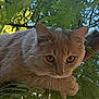 Charlie joined the competition — help win amazing prizes! animal, branch, cat, closeup, curious, eyes, fern, fur, ginger_cat, greenery, leaves, nature, outdoor, perched, pet, sky, sunlight, tree, whiskers, wildlife