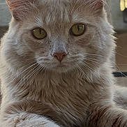 Charlie is registered to the contest to win money with this photo: animal, cat, closeup, cute, ears, feline, fluffy, focus, fur, golden_eyes, mammal, natural_light, outdoor, paw, pet, portrait, relaxed, resting, texture, whiskers