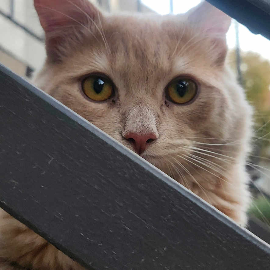 Charlie joined the competition — help win amazing prizes! abyssinian, angora, animal, canine, cat, dog, handrail, kitten, manx, pet, railing, siamese, slate, window, wood