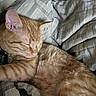 Garfield joined the competition — help win amazing prizes! cat, orange_tabby, sleeping, sleepy, curled_up, pet, feline, fur, whiskers, ears, closed_eyes, cozy, blanket, bedding, striped_fabric, indoors, relaxed, cute, resting, portrait