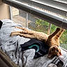 Garfield is registered to the contest to win money with this photo: cat, ginger_cat, pet, animal, indoor, window, window_blinds, blanket, bed, lounging, upside_down, stretching, paws, whiskers, portrait, cozy, home, toy, plastic_bottle, natural_light