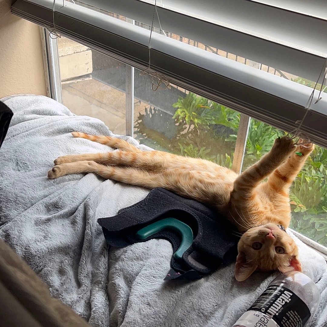 Garfield is registered to the contest to win money with this photo: cat, ginger_cat, pet, animal, indoor, window, window_blinds, blanket, bed, lounging, upside_down, stretching, paws, whiskers, portrait, cozy, home, toy, plastic_bottle, natural_light