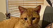 Garfield is registered to the contest to win money with this photo: cat, orange_tabby, pet, feline, animal, portrait, close_up, indoors, bed, bedspread, blanket, pillow, window, blinds, warm_lighting, relaxed, lying_down, whiskers, ears, cozy