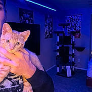 Garfield joined the competition — help win amazing prizes! cat, orange_cat, pet, animal, feline, kitten, close_up, portrait, being_held, person, hand, indoor, bedroom, blue_lighting, led_lights, cat_tree, home, wall_art, television, carpet