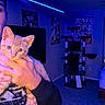 cat, orange_cat, pet, animal, feline, kitten, close_up, portrait, being_held, person, hand, indoor, bedroom, blue_lighting, led_lights, cat_tree, home, wall_art, television, carpet