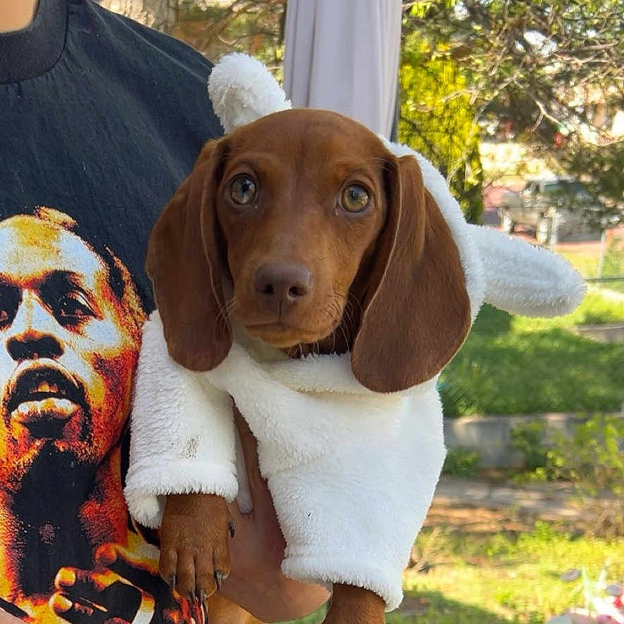 Koda is registered to the contest to win money with this photo: animal, brown, costume, cute, dachshund, dog, ears, face, grass, holding, nature, outdoor, person, pet, portrait, puppy, tree, tshirt, white_fur, young