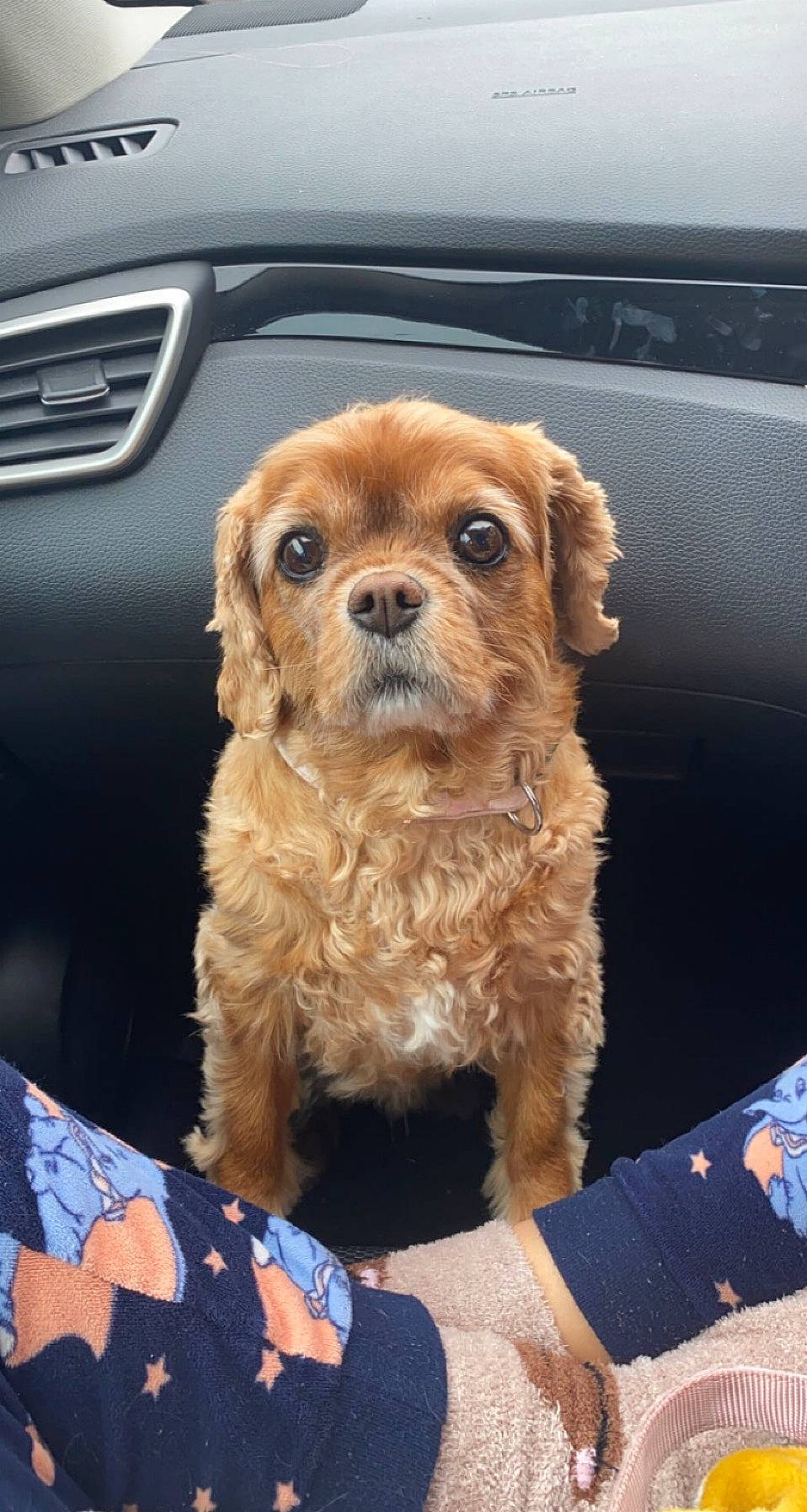 Tilly is registered to the contest to win money with this photo: auto_part, automotive_exterior, automotive_fog_light, automotive_lighting, automotive_mirror, car, carnivore, companion_dog, dog, dog_breed, fawn, grille, hood, liver, motor_vehicle, personal_luxury_car, snout, sporting_group, toy_dog, vehicle_door