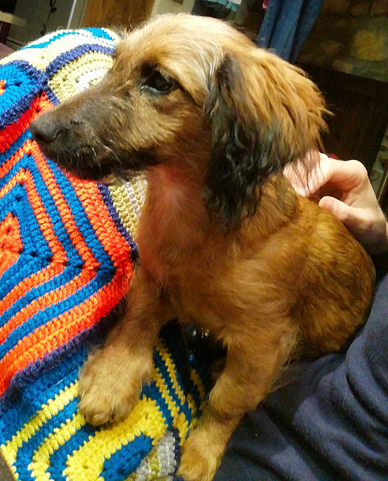 Rose a rejoint le concours — aidez-le/la à gagner de superbes lots ! carnivore, chinese_crested_dog, companion_dog, dog, dog_breed, flooring, fur, liver, pattern, puppy_love, small_terrier, sporting_group, terrier, toy_dog, weaving, woolen, woven_fabric