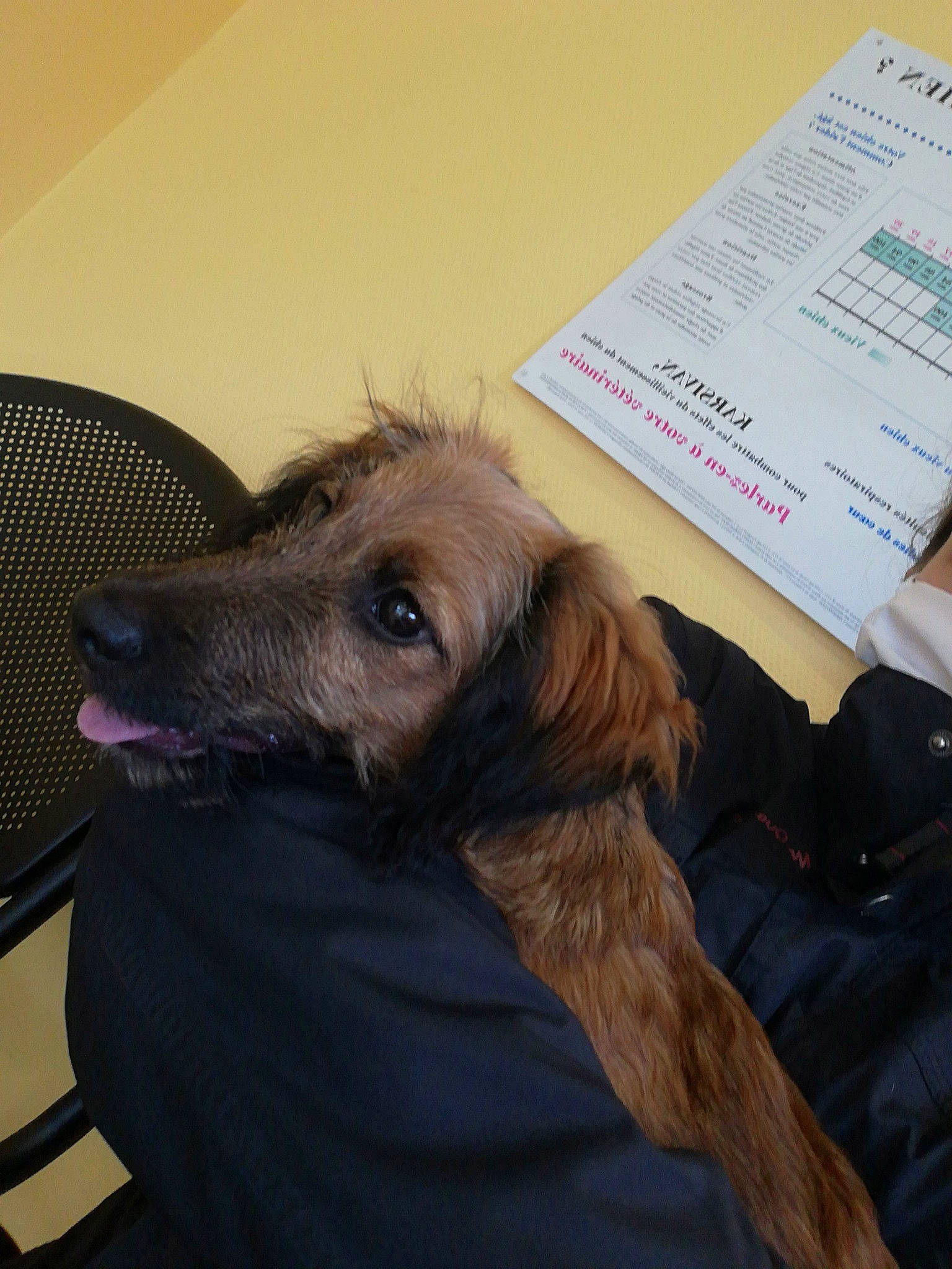 Rose participe au concours pour gagner de l'argent avec cette photo : canidae, carnivore, chair, comfort, companion_dog, dog, dog_breed, flooring, fur, guard_dog, lap, liver, paw, sporting_group, whiskers, working_animal