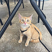 Biscuit is registered to the contest to win money with this photo: cat, chair, concrete_floor, curious, domestic_cat, feline, harness, kitten, leash, metal_legs, orange_tabby, outdoor, pet, pink_nose, sitting, small_animal, table, whiskers, wide_eyes, young_cat