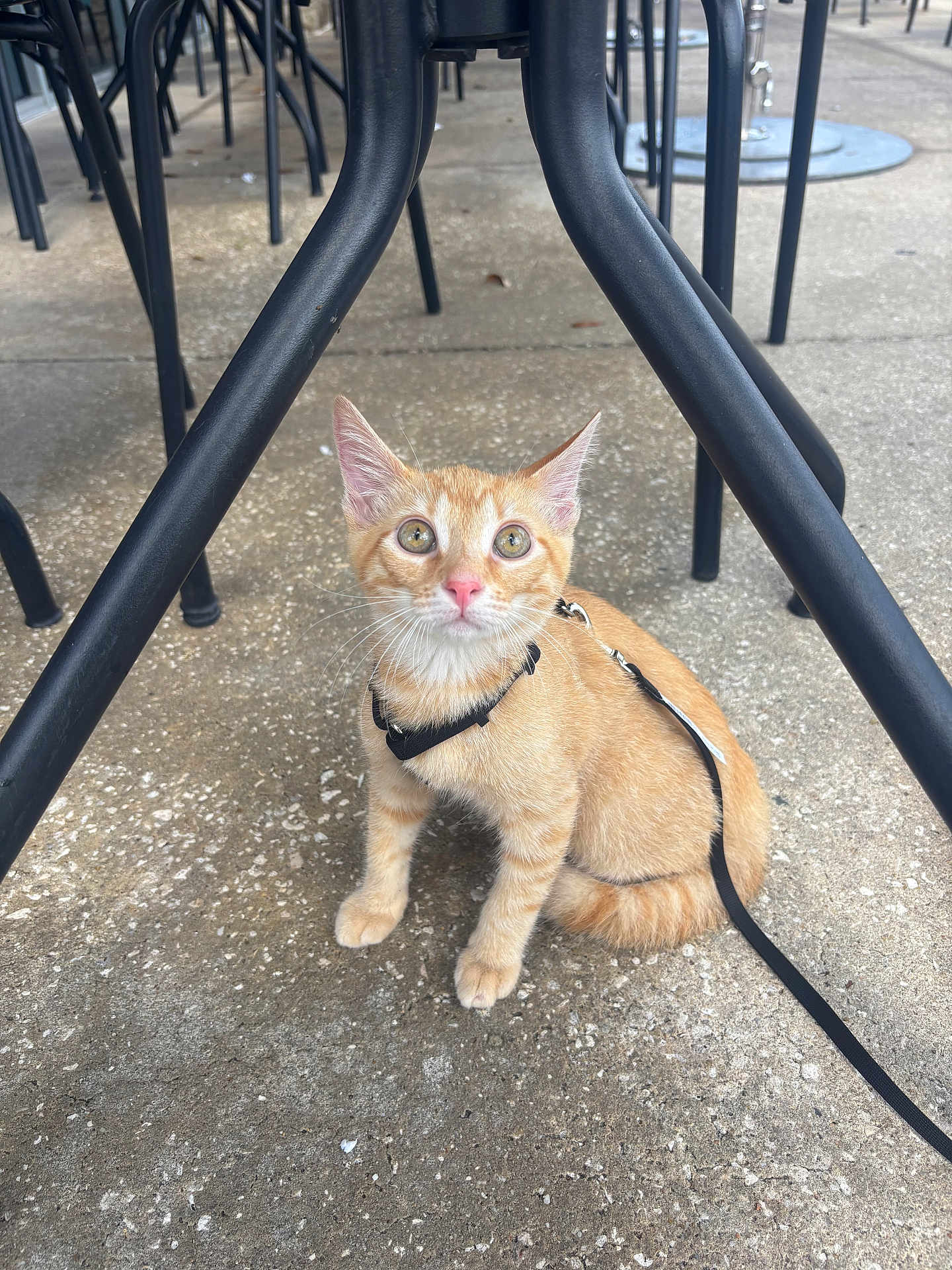 Biscuit