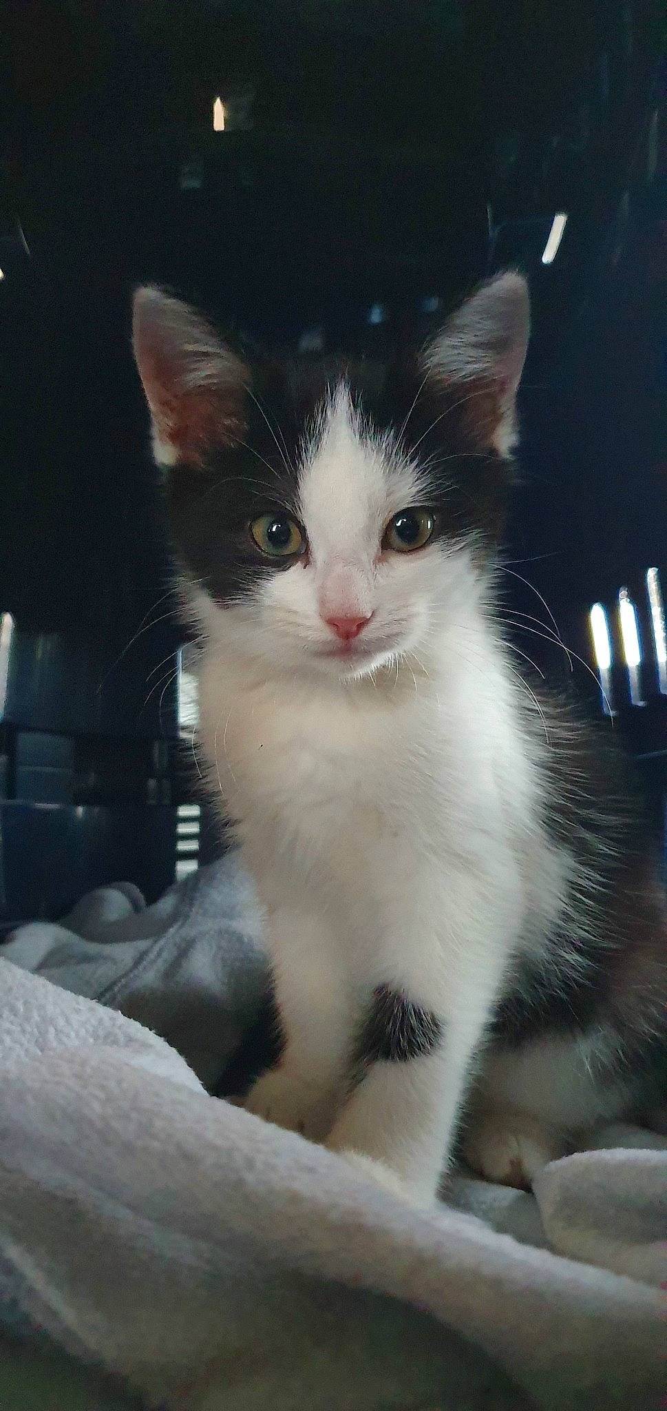 Dinah a rejoint le concours — aidez-le/la à gagner de superbes lots ! aegean_cat, american_wirehair, black_and_white, carnivore, cat, domestic_long_haired_cat, domestic_short_haired_cat, felidae, japanese_bobtail, kitten, mammal, norwegian_forest_cat, polydactyl_cat, small_to_medium_sized_cats, snout, turkish_angora, vertebrate, whiskers