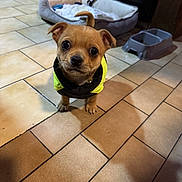 Hawkins participe au concours pour gagner de l'argent avec cette photo : dog, puppy, yellow_jacket, tile_floor, pet_bed, food_bowl, indoor, small_dog, curious, cute, brown_dog, pet, animal, canine, looking_up, ears, floor_tiles, domestic, young_dog, companion