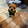 dog, puppy, yellow_jacket, tile_floor, pet_bed, food_bowl, indoor, small_dog, curious, cute, brown_dog, pet, animal, canine, looking_up, ears, floor_tiles, domestic, young_dog, companion