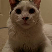 Kelso is registered to the contest to win money with this photo: animal, black_markings, carpet, cat, close_up, cute, domestic_animal, ears, feline, floor, fur, indoor, looking_at_camera, lying_down, nose, pet, portrait, soft_lighting, whiskers, white_cat