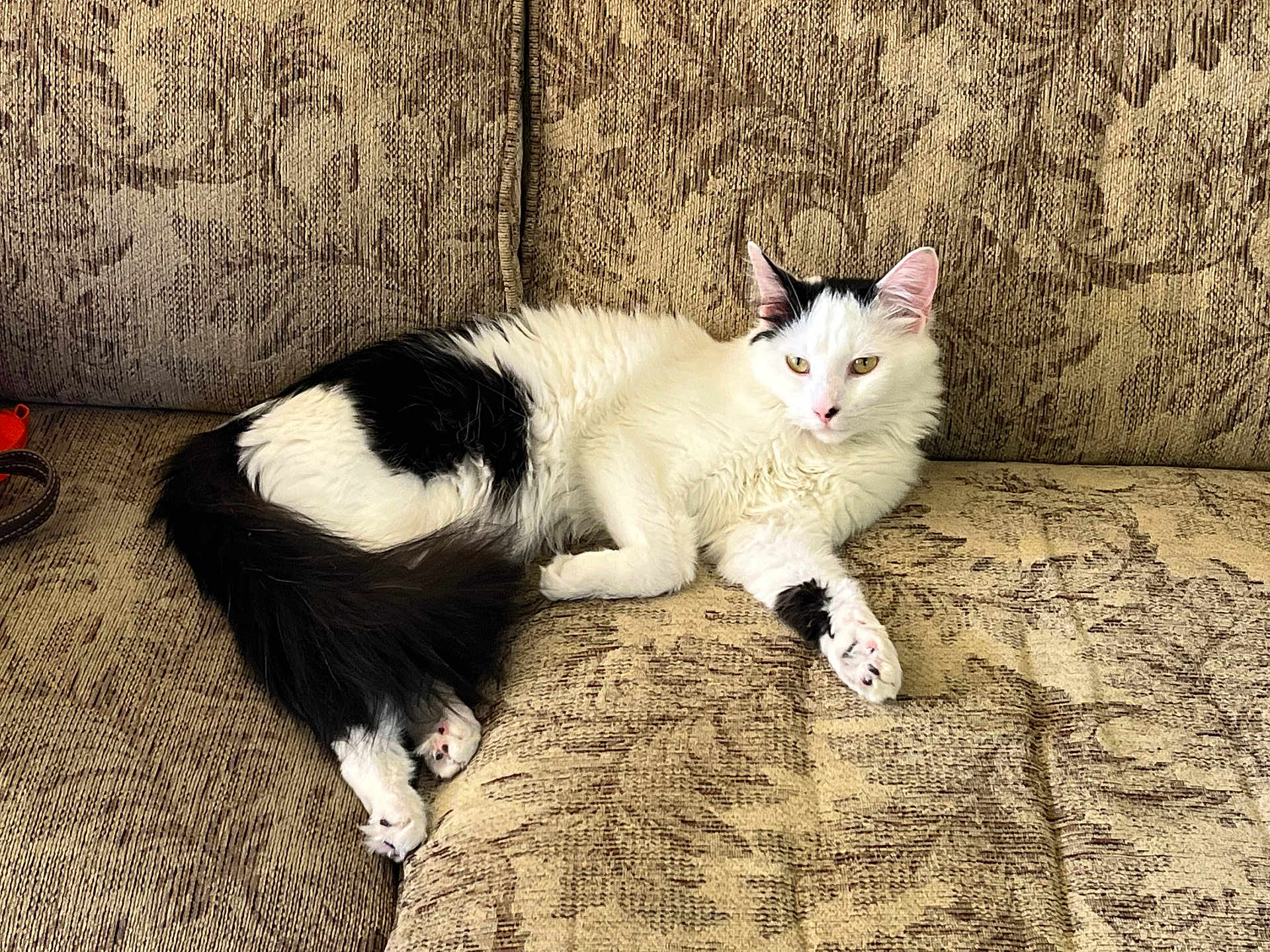 Kelso joined the competition — help win amazing prizes! animal, black_and_white, cat, closeup, couch, domestic_animal, ears, feline, fluffy, fur, home, indoor, laying_down, patterned_fabric, paws, pet, relaxed, resting, tail, whiskers