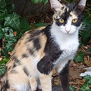 Bella participe au concours pour gagner de l'argent avec cette photo : cat, calico_cat, animal, pet, feline, sitting, outdoor, garden, ivy, leaves, greenery, whiskers, yellow_eyes, pointed_ears, fur, multicolored_coat, portrait, nature, ground, alert