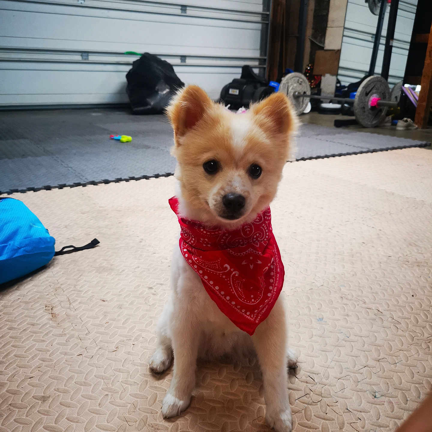 Chipper is registered to the contest to win money with this photo: animal, attentive, bandana, companion, cute, dog, exercise_area, fitness, floor_mat, fluffy, garage, gym_equipment, indoor, pet, puppy, red_bandana, sitting, small_dog, training, weights