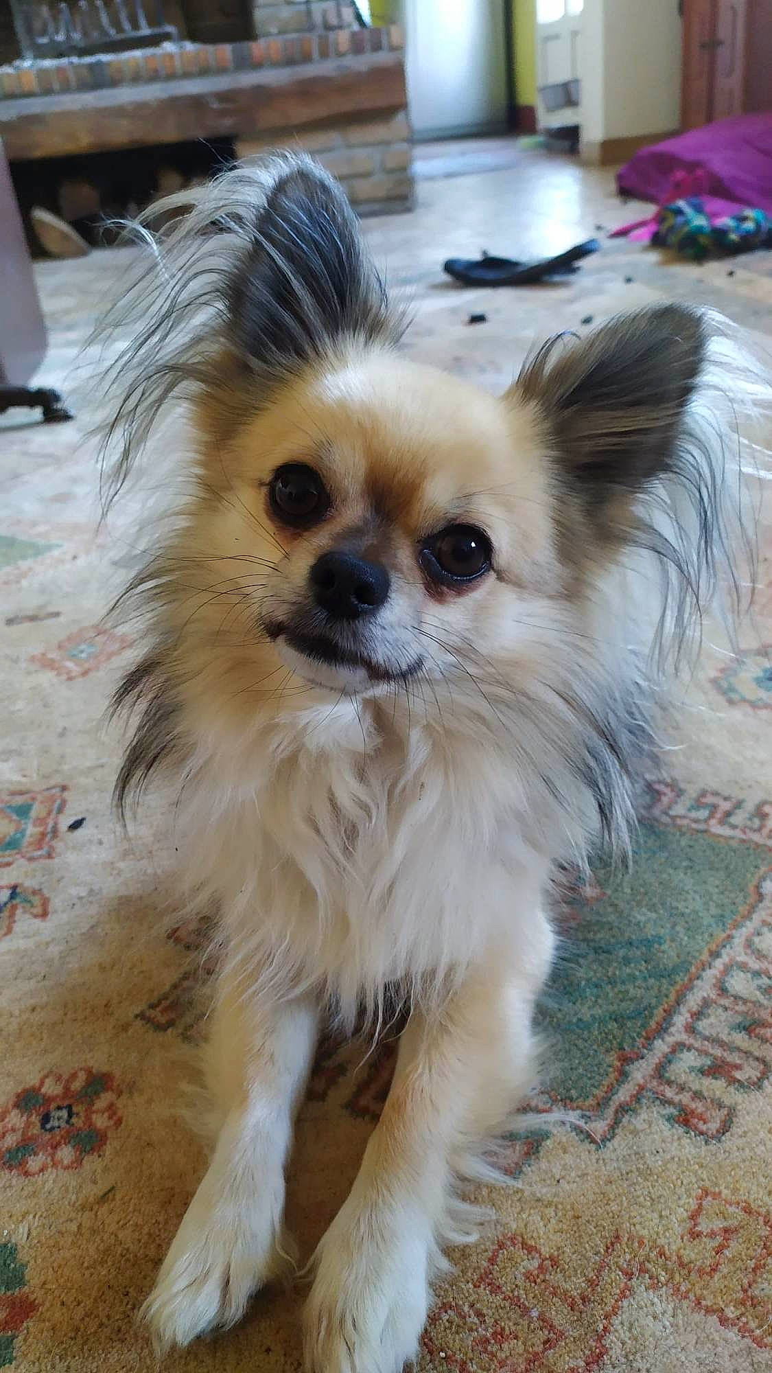 Oki a rejoint le concours — aidez-le/la à gagner de superbes lots ! canidae, carnivore, companion_dog, corgi_chihuahua, dog, dog_breed, dog_supply, eye, fawn, flooring, fur, liver, non_sporting_group, papillon, snout, sporting_group, terrestrial_animal, toy_dog, whiskers