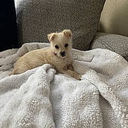 Lulu is registered to the contest to win money with this photo: blanket, collar, cozy, cushion, cute, dog, fur, home, indoor, laying_down, living_room, looking_at_camera, pet, portrait, puppy, relaxing, small_dog, sofa, texture, white_blanket