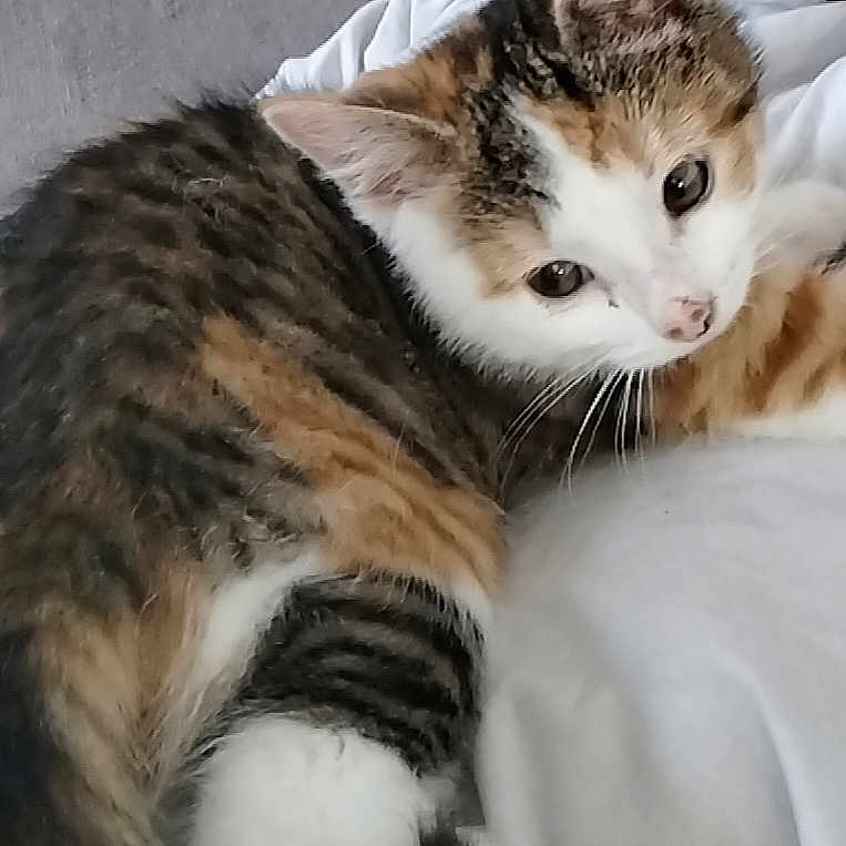 Nala a rejoint le concours — aidez-le/la à gagner de superbes lots ! abyssinian, angora, animal, bed, blanket, cat, couch, cushion, face, furniture, head, homedecor, indoors, kitten, manx, person, pet, sleeping