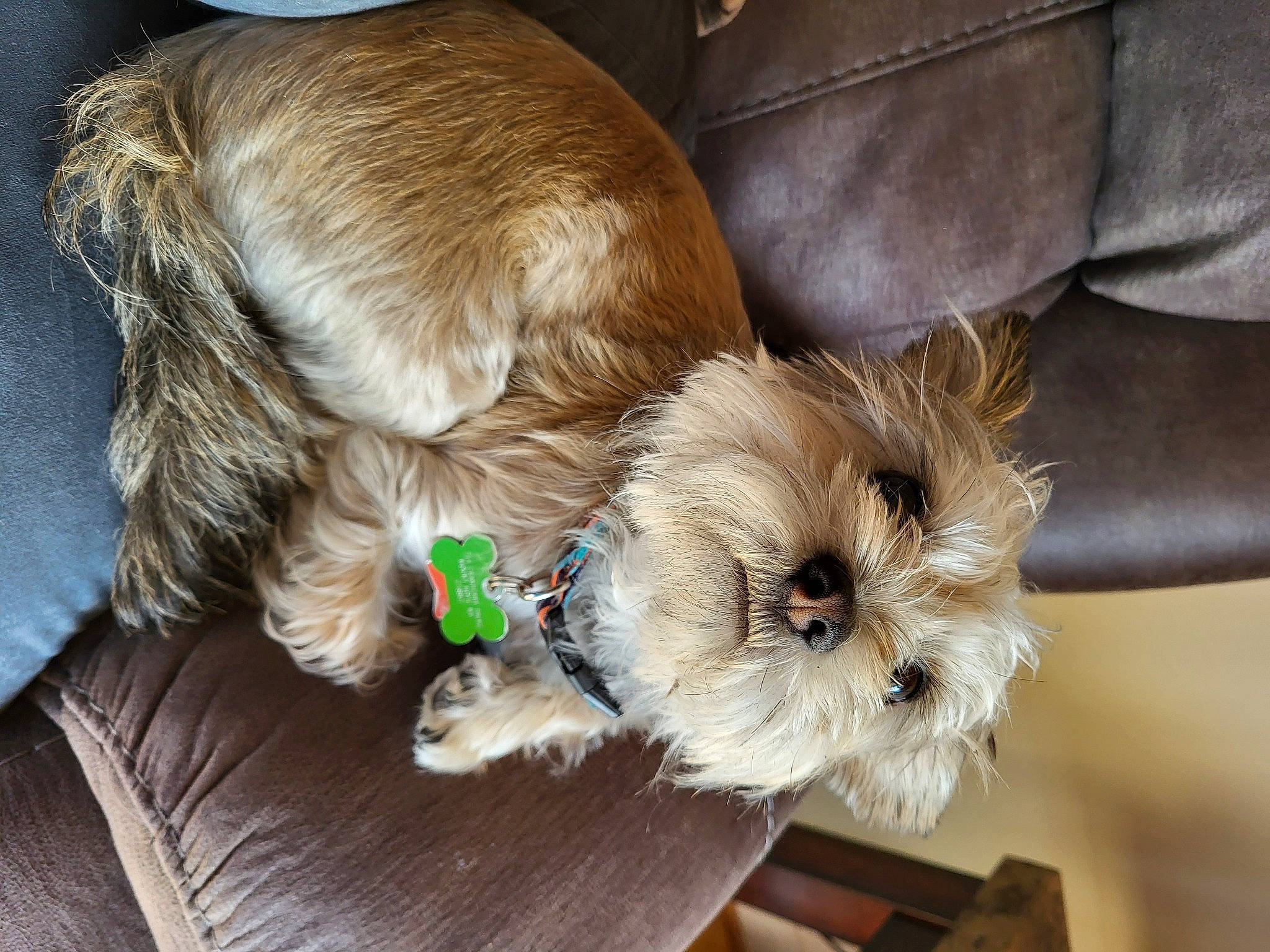 Chance is registered to the contest to win money with this photo: carnivore, collar, comfort, companion_dog, dog, dog_breed, dog_collar, dog_supply, fawn, fur, liver, pet_supply, puppy_love, shih_poo, small_terrier, snout, terrier, toy_dog, whiskers, working_animal