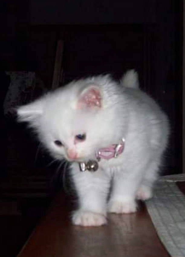 Flanelle participe au concours pour gagner de l'argent avec cette photo : carnivore, cat, claw, domestic_short_haired_cat, eye, fawn, felidae, flooring, fur, hardwood, head, iris, paw, small_to_medium_sized_cats, snout, tail, terrestrial_animal, whiskers, wood