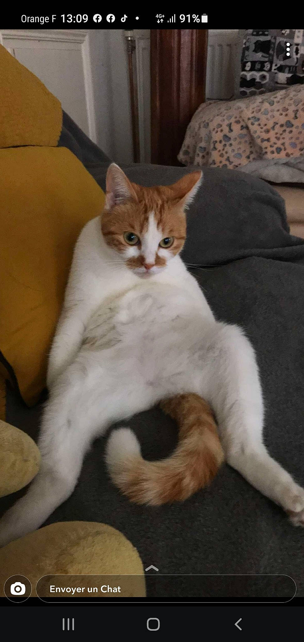 Praline a rejoint le concours — aidez-le/la à gagner de superbes lots ! carnivore, cat, cat_supply, claw, comfort, couch, domestic_short_haired_cat, fawn, felidae, fur, linens, paw, sitting, sleeper_chair, small_to_medium_sized_cats, tail, terrestrial_animal, whiskers