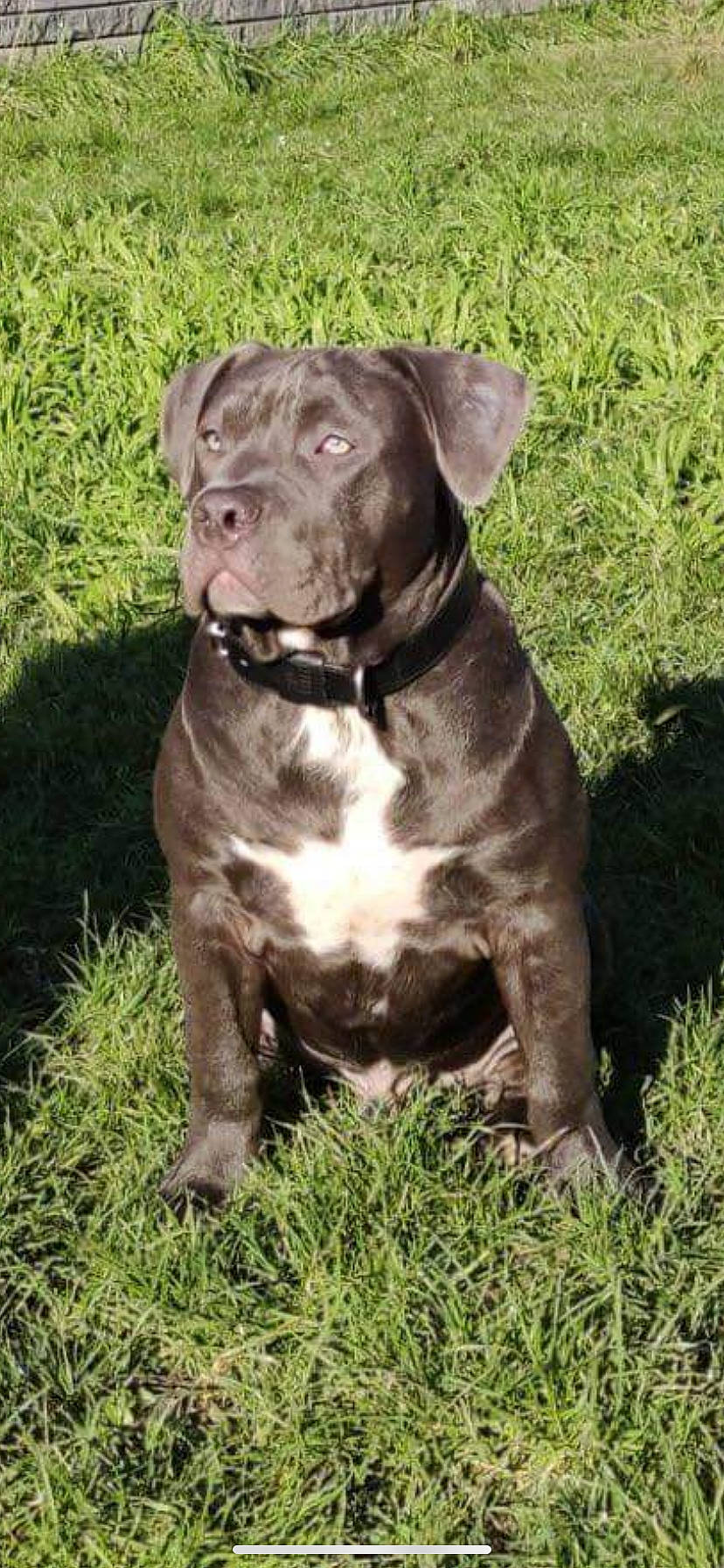 Blue participe au concours pour gagner de l'argent avec cette photo : art, borador, canidae, carnivore, collar, companion_dog, dog, dog_breed, dog_collar, fur, grass, gun_dog, hunting_dog, liver, non_sporting_group, plant, sporting_group, whiskers, working_animal