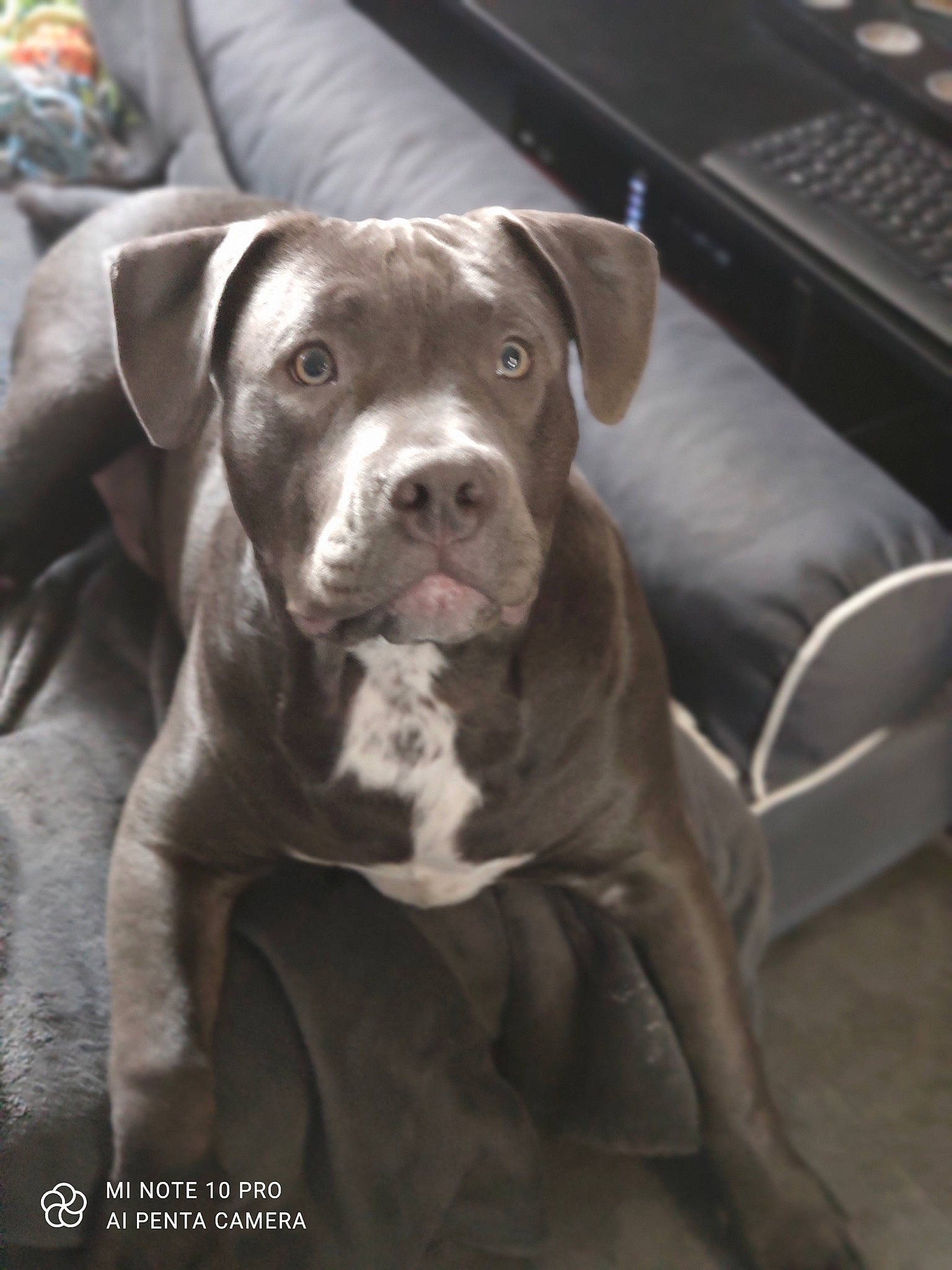 Blue participe au concours pour gagner de l'argent avec cette photo : canidae, carnivore, collar, companion_dog, computer_keyboard, dog, dog_breed, dog_collar, fawn, input_device, liver, molosser, non_sporting_group, peripheral, sporting_group, whiskers, working_animal, working_dog