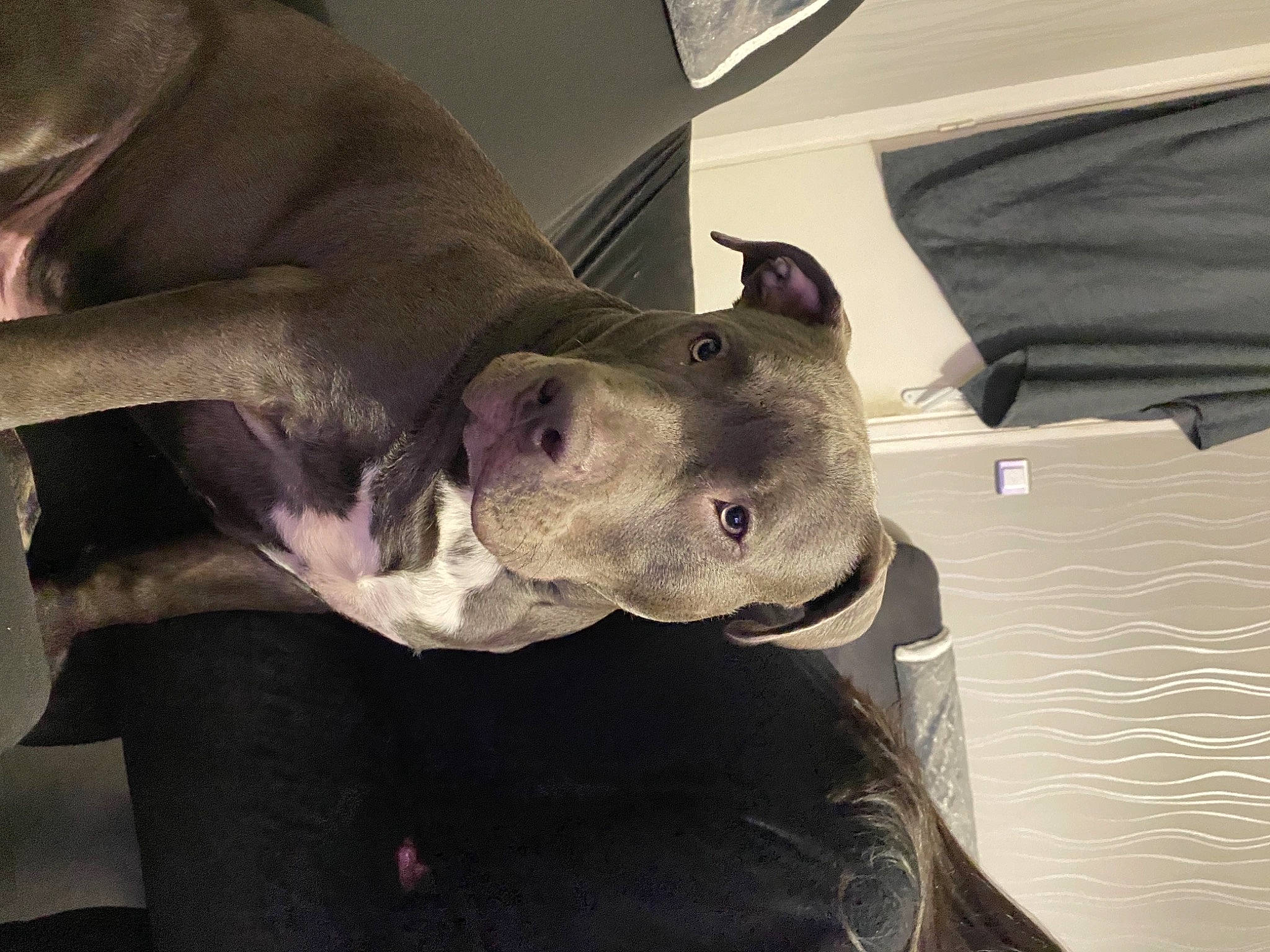 Blue a rejoint le concours — aidez-le/la à gagner de superbes lots ! canidae, carnivore, collar, comfort, companion_dog, dog, dog_breed, dog_collar, fawn, giant_dog_breed, grey, guard_dog, jaw, metal, non_sporting_group, sporting_group, tints_and_shades, whiskers, working_animal, working_dog